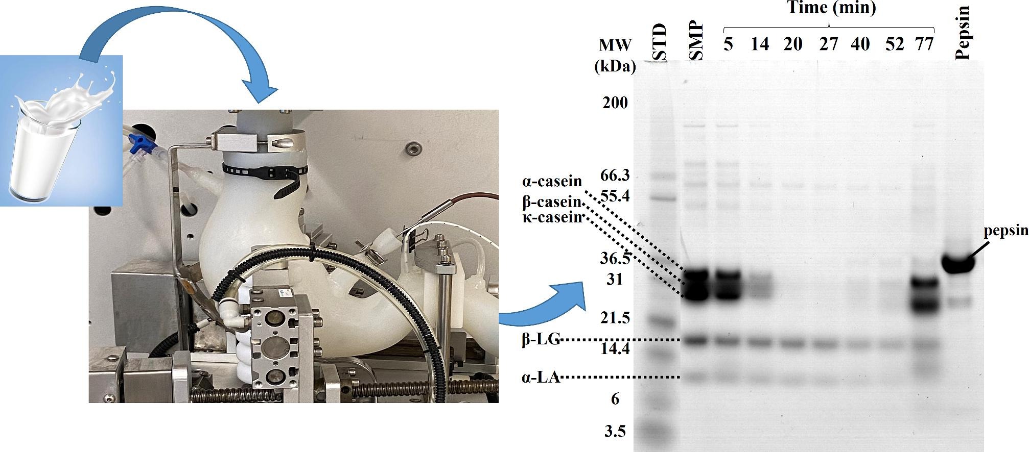 Photo of NERDT in vitro digester and photo of electrophoresis gel where milk proteins are separated after digestion.