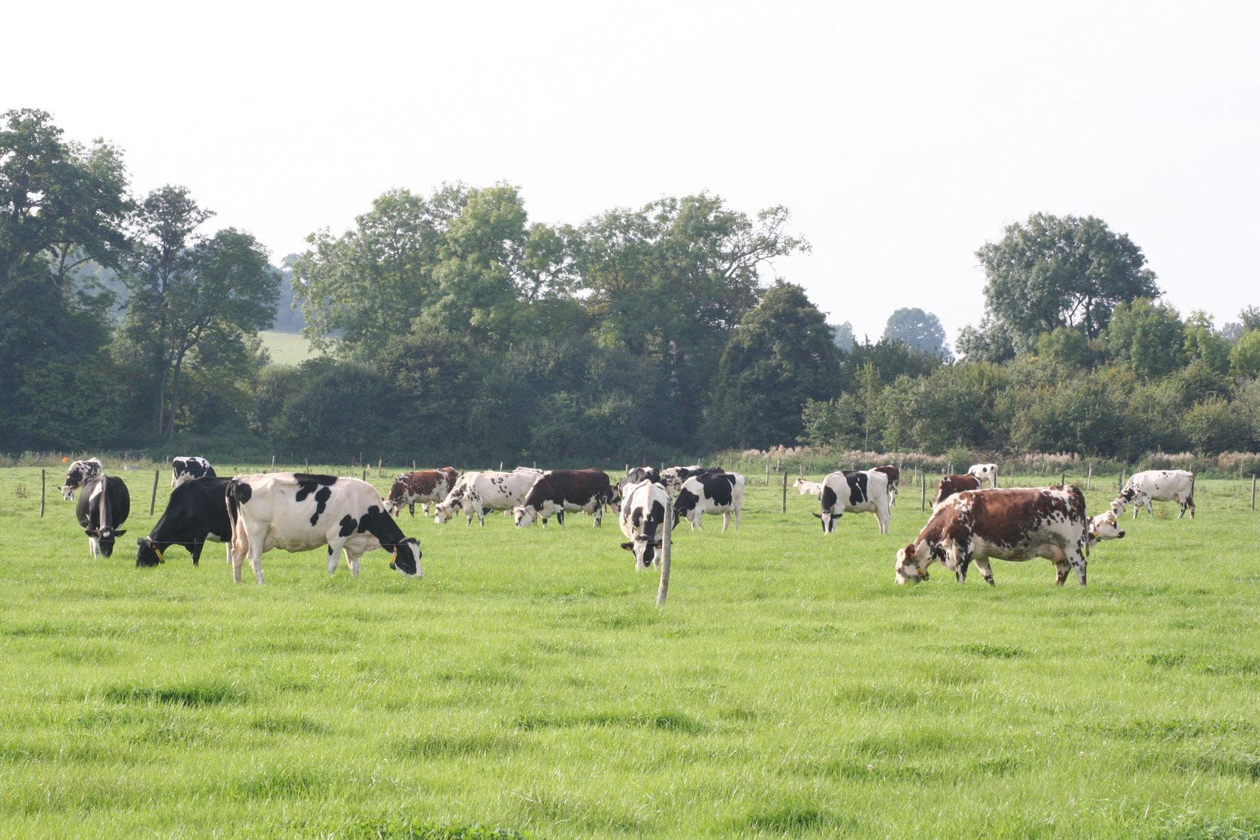 Herd of cows in a field