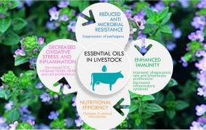essentail oils